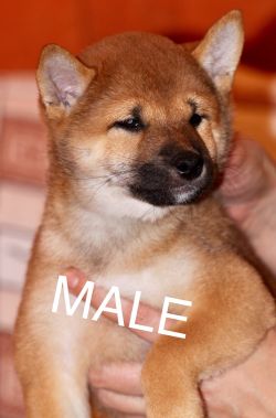 picture of dog