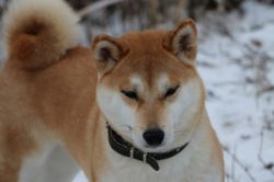 picture of dog