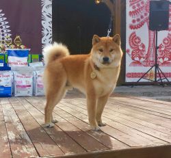 picture of dog