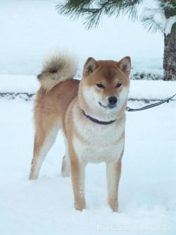 picture of dog