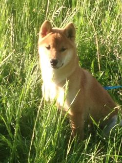 picture of dog