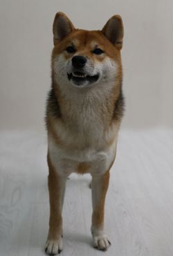 picture of dog