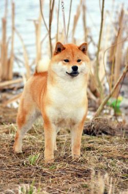 picture of dog
