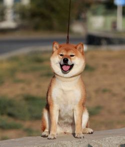 picture of dog