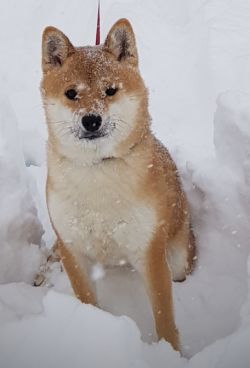 picture of dog
