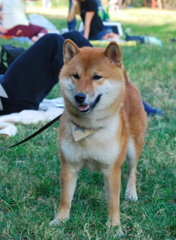 picture of dog