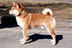 picture of dog