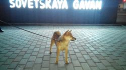 picture of dog