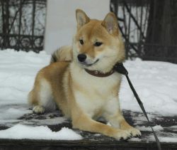 picture of dog