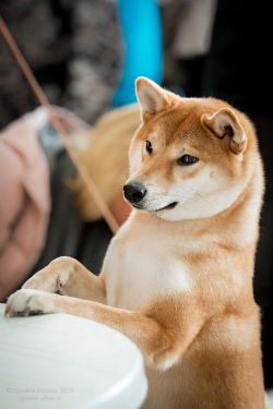 picture of dog
