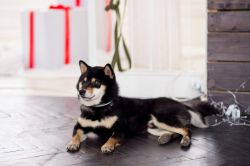 picture of dog