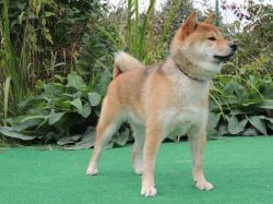 picture of dog
