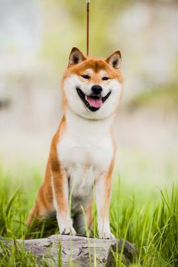 picture of dog