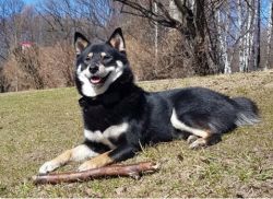 picture of dog