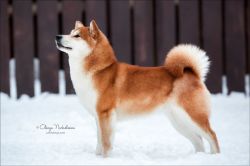 picture of dog