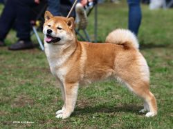 picture of dog