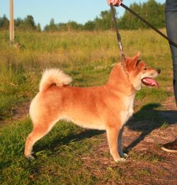 picture of dog