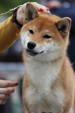 picture of dog