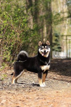 picture of dog
