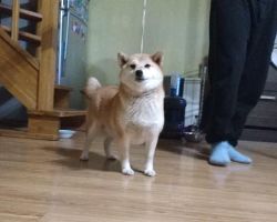 picture of dog