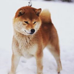 picture of dog