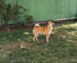 picture of dog
