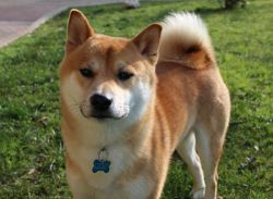 picture of dog