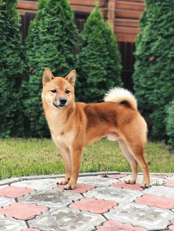 picture of dog