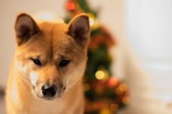 picture of dog