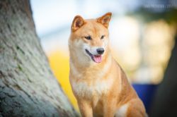 picture of dog