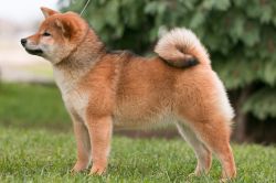 picture of dog
