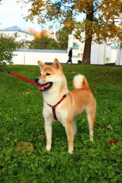 picture of dog