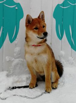 picture of dog