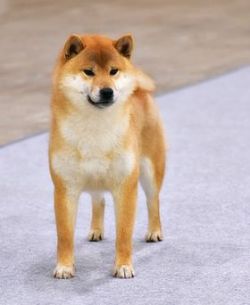 picture of dog