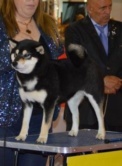 picture of dog