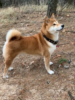 picture of dog