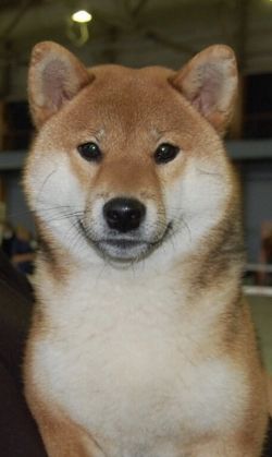 picture of dog