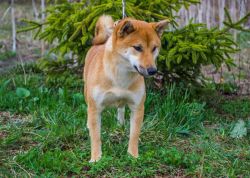 picture of dog