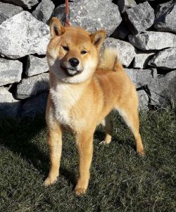 picture of dog