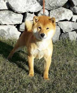 picture of dog