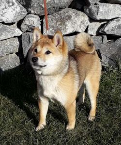 picture of dog