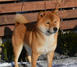 picture of dog