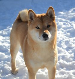 picture of dog