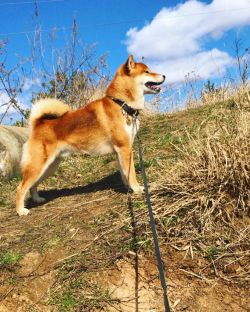 picture of dog