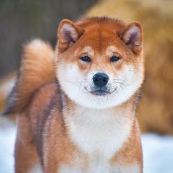 picture of dog