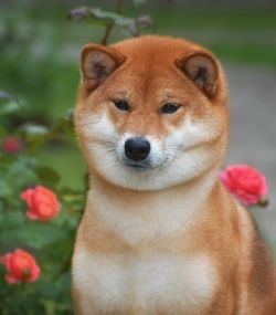 picture of dog