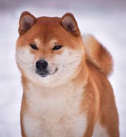 picture of dog
