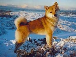 picture of dog