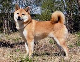 picture of dog
