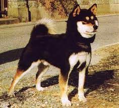 picture of dog